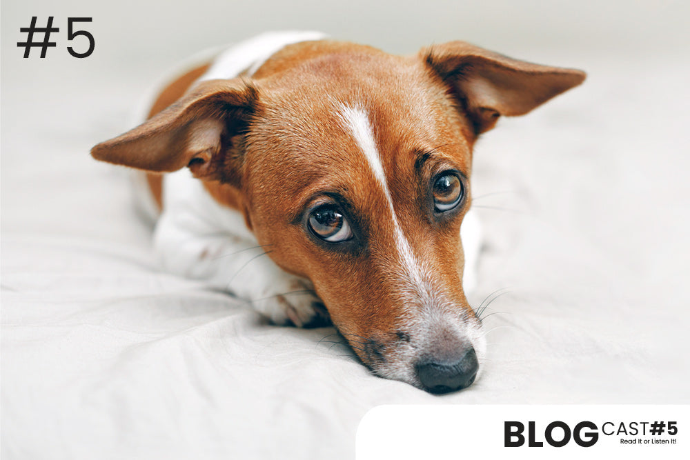 Allergies making your dog or cat uncomfortable?